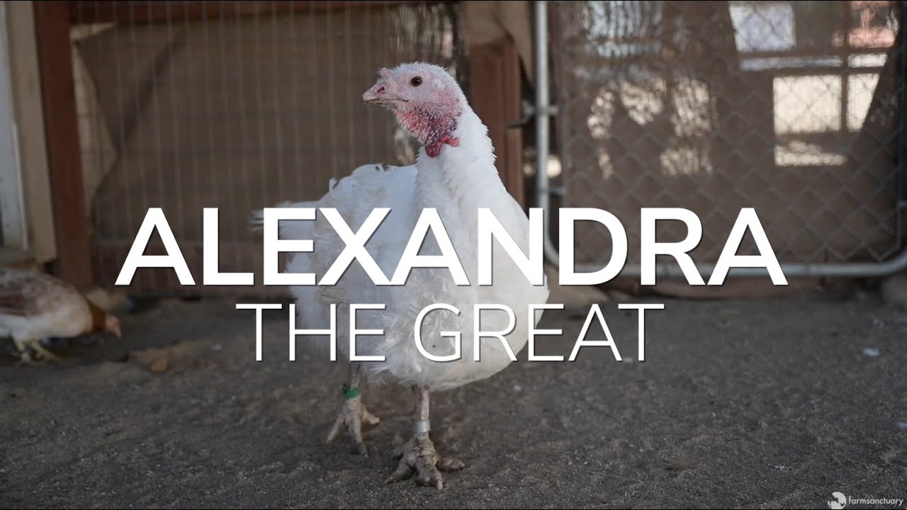 Turkey Rescued From Factory Farm Finds Freedom at Sanctuary