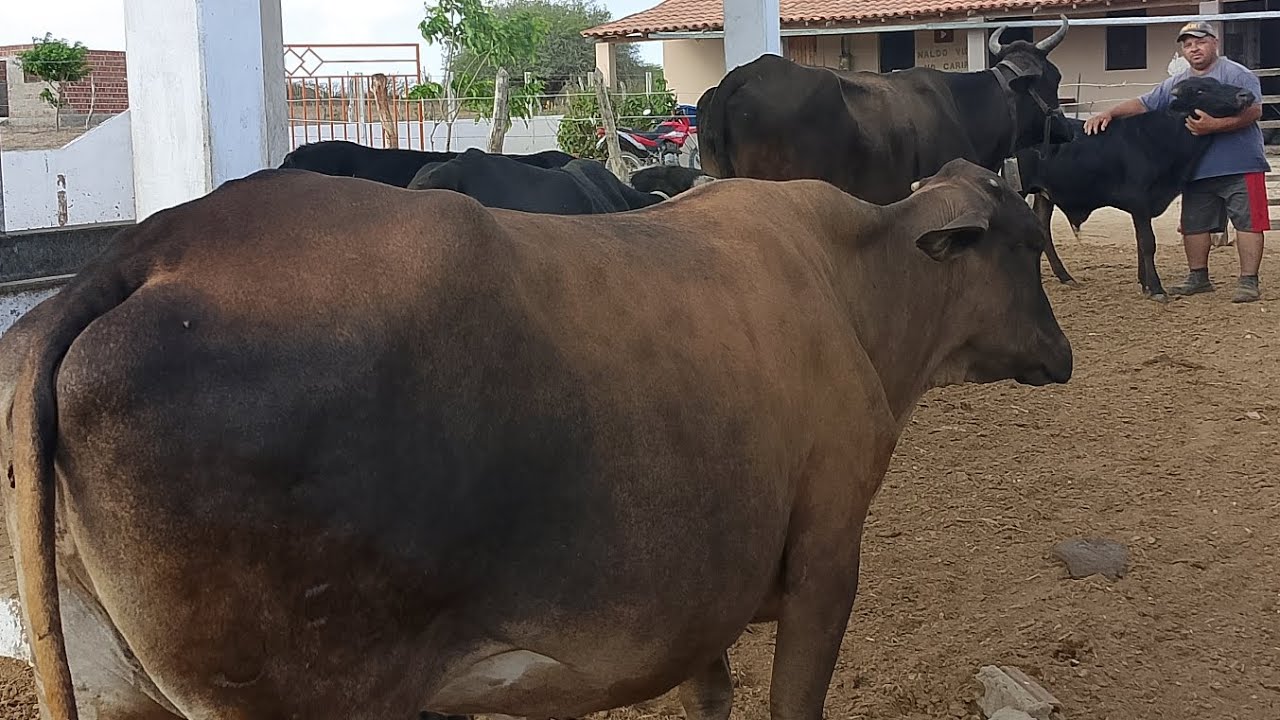 #O Q E MAIS BARATO COMPRAR PALMA  OU ASSAR PALMA DE ESPINHO?  .@