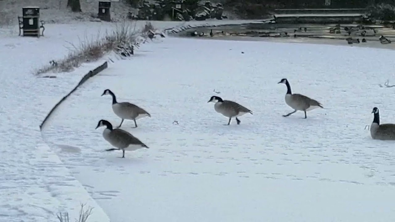 Frozen Icey Pond at a park in Nelson Lancashire nearly a week ago...... 🏞️❄️