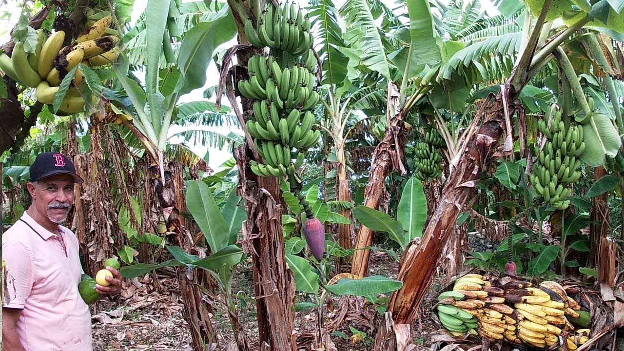 Increíble como se maduran los guineo en el conuco de Heriberto, la vida del campo en republica domin