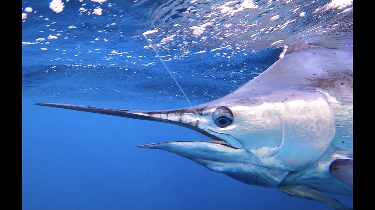 This Blue Marlin fishing Exmouth, WA with Angler Jens Laub.