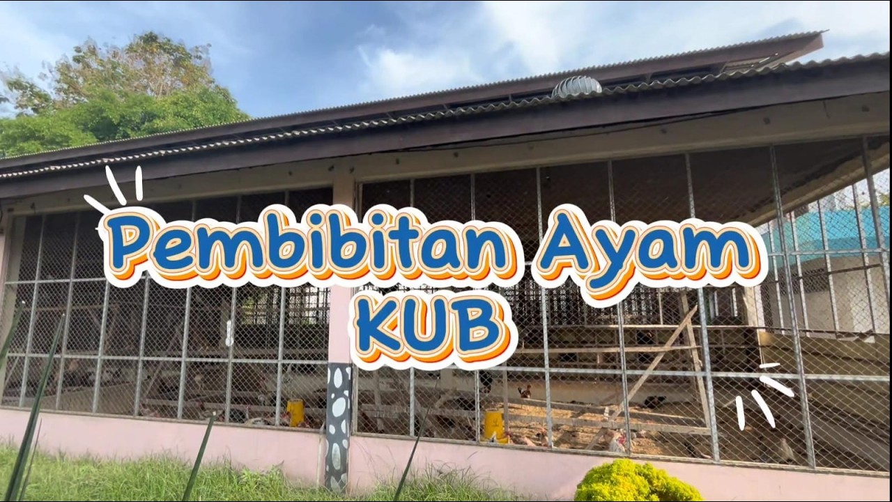 AYAM KUB JANAKA 2 : INOVASI TERNAK UNGGUL DARI BRMP SUMATERA UTARA