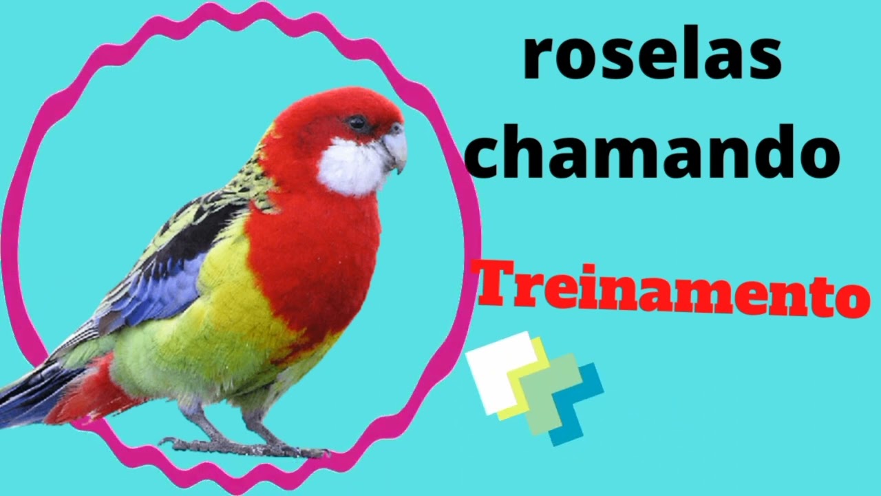✅roselas chamando  [TREINAMENTO]
