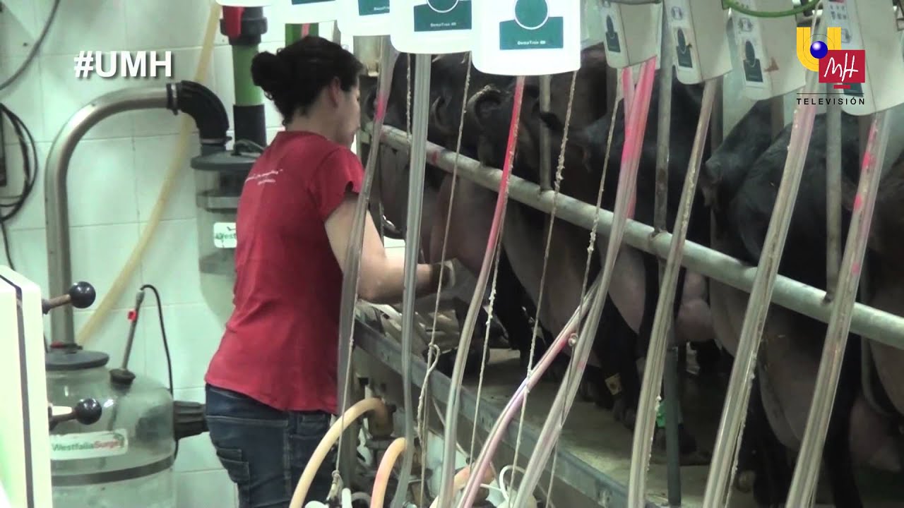 UMH TV -  Cabras de la UMH, los mejores sementales de su raza