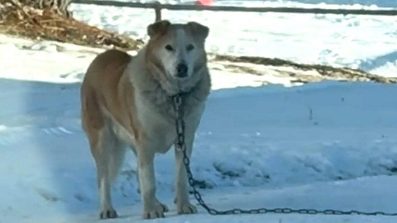 Chained senior dog is finally free after years. See his emotional response.