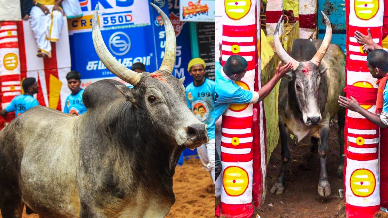 Alanganallur Jallikattu 2025. Page 04 Videos | அலங்காநல்லூர் ஜல்லிக்கட்டு 2025. Page 04 Videos