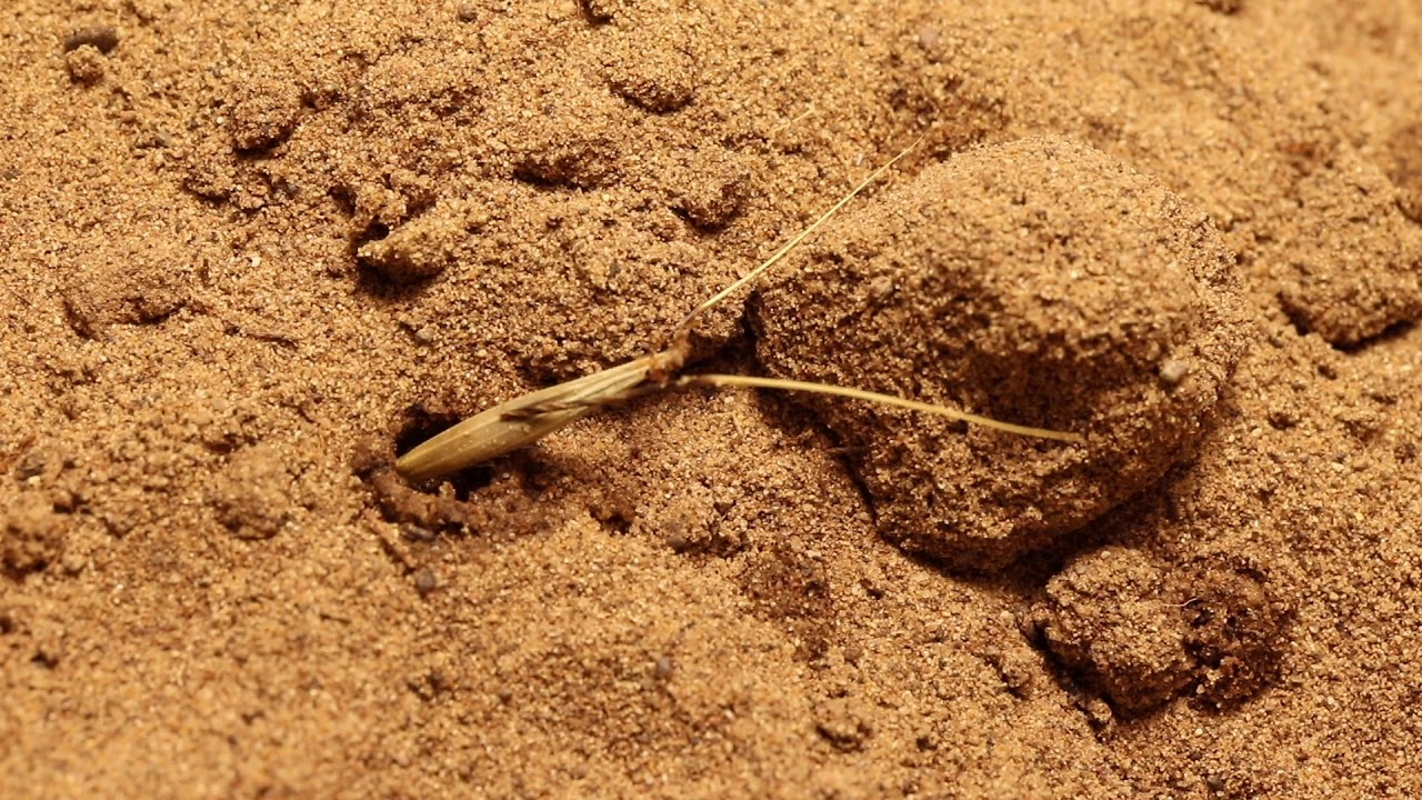 Wild Oat (Avena fatua) seed drilling into soil
