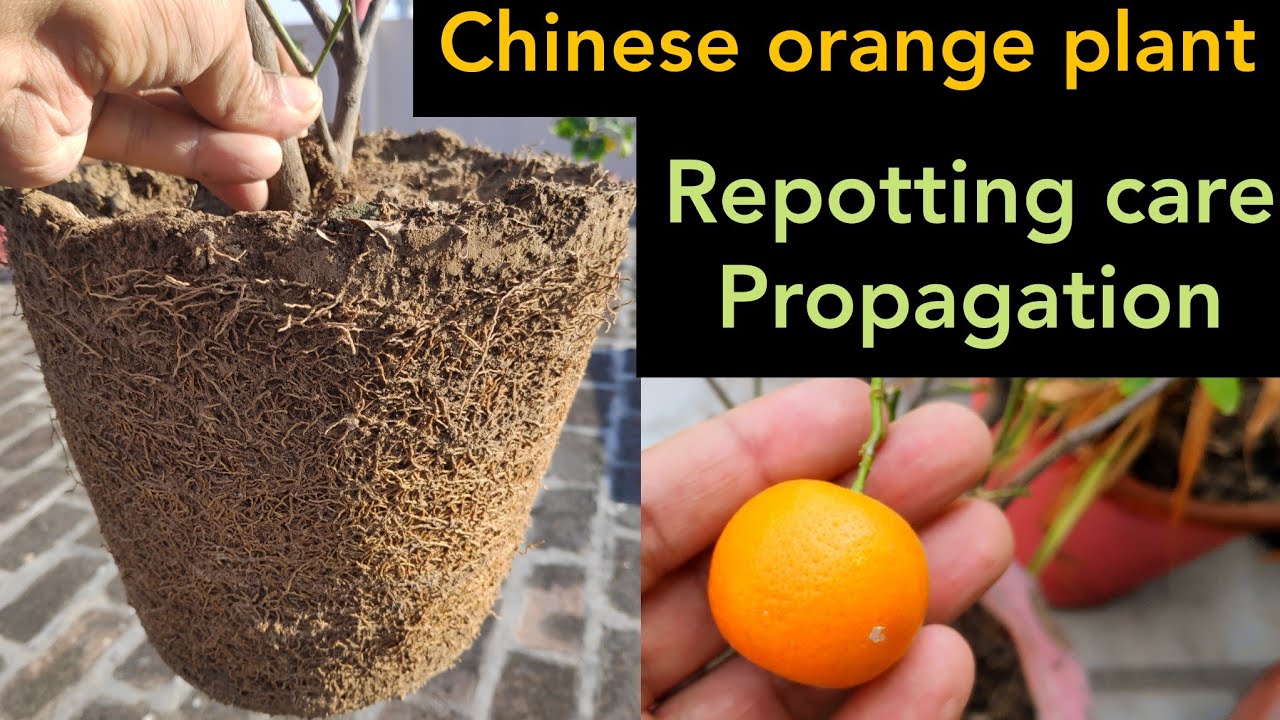 Chinese orange plant care repotting n root pruning, नारंगी का पौधा, propagation
