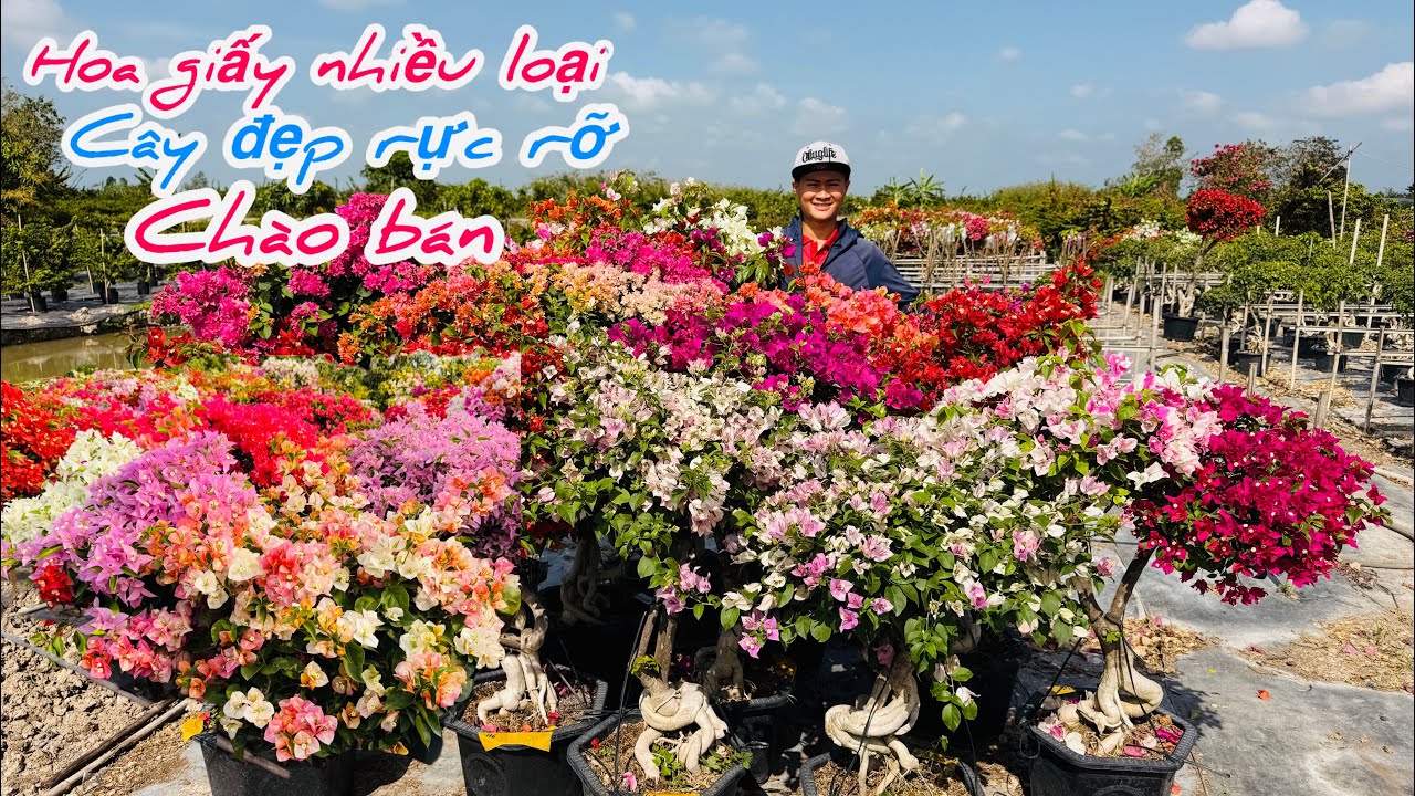 Hoa giấy ghép nhiều màu,kép chùm rực rỡ chào bán..03/03😘📲 0898.802.340.Luật 