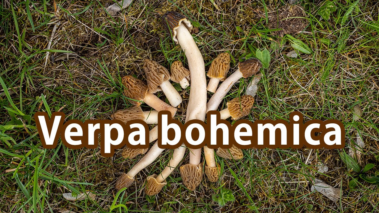 Mushroom foraging - April 25th 2021 - Early morels | Verpa Bohemica