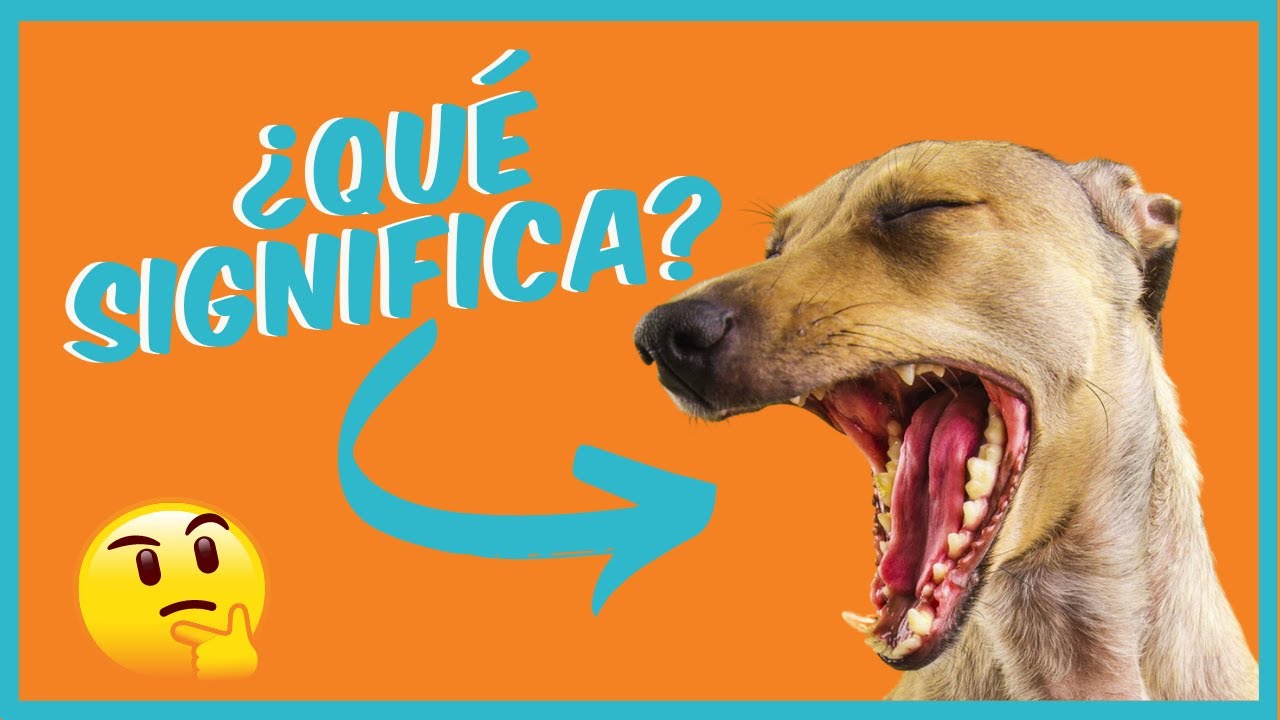 ➡️  SEÑALES DE CALMA ¡El Lenguaje de los Perros! [Etología Canina]
