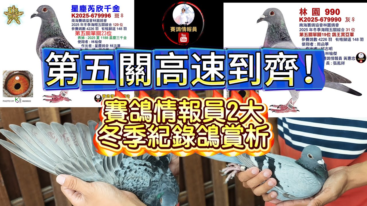 第五關高速到齊！賽鴿情報員二大2025冬季紀錄鴿賞析～高雄林園入賞鴿欣賞　#鴿子 #種鴿 #星塵鴿舍 #修斯肯 #秘包