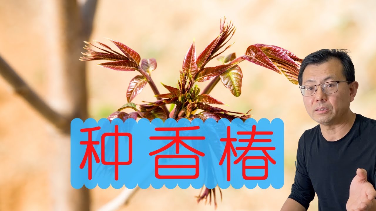 用种子种香椿，喜欢香椿的朋友有福啦