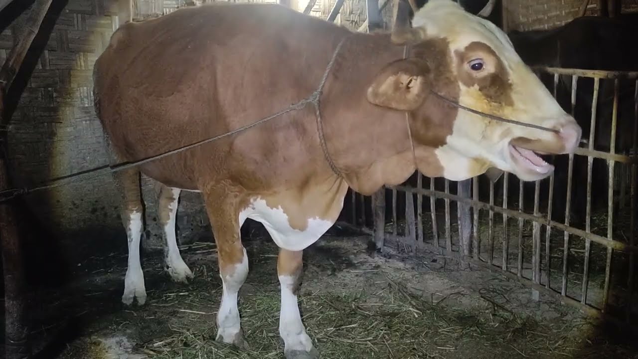 H390 Combor Sapi Simental Hamil-H83 Di Sore Hari | Minggu 18 Januari 2026