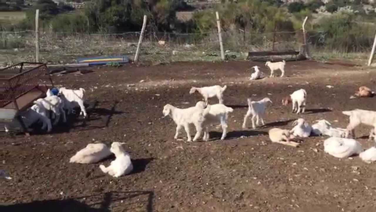 Beyaz sevimli oğlaklar