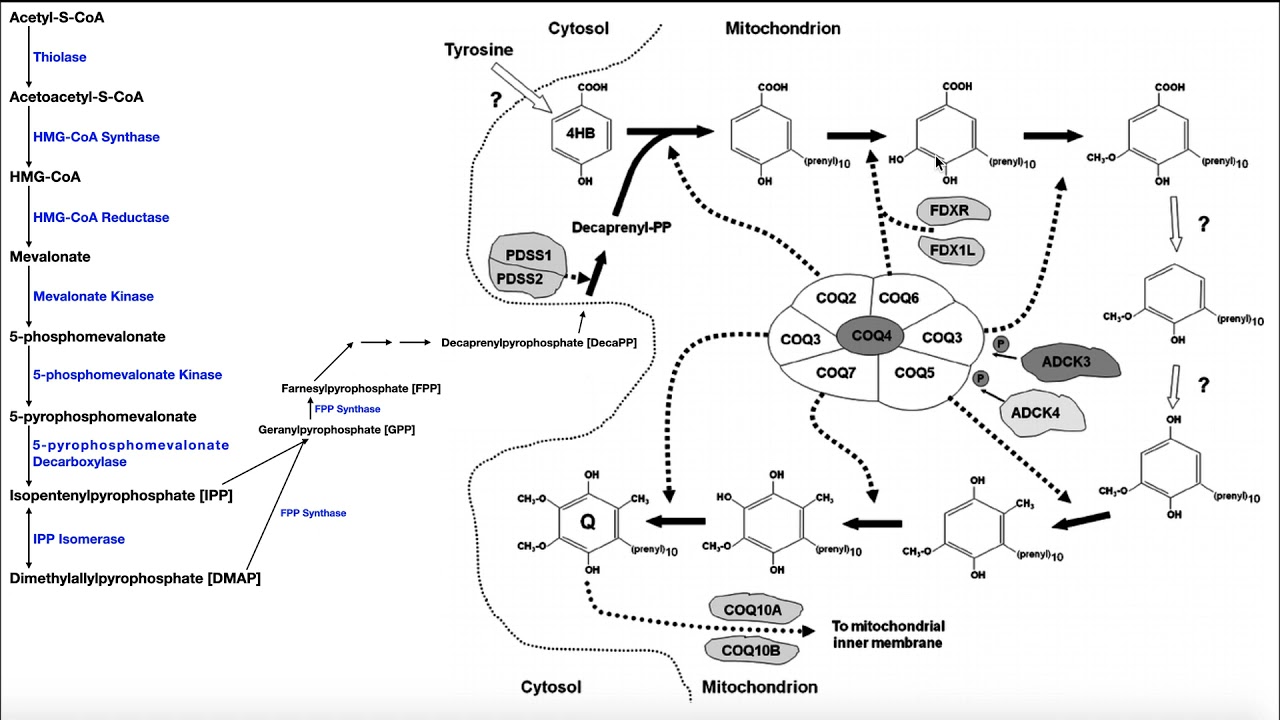 Coenzyme Q | Biosynthesis, Function, & Clinical Implications