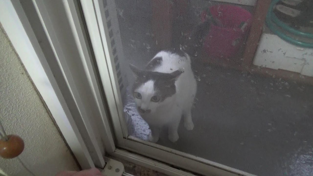 雨の日にベランダへ飛び出して行った猫を部屋へ入れないと心に誓った