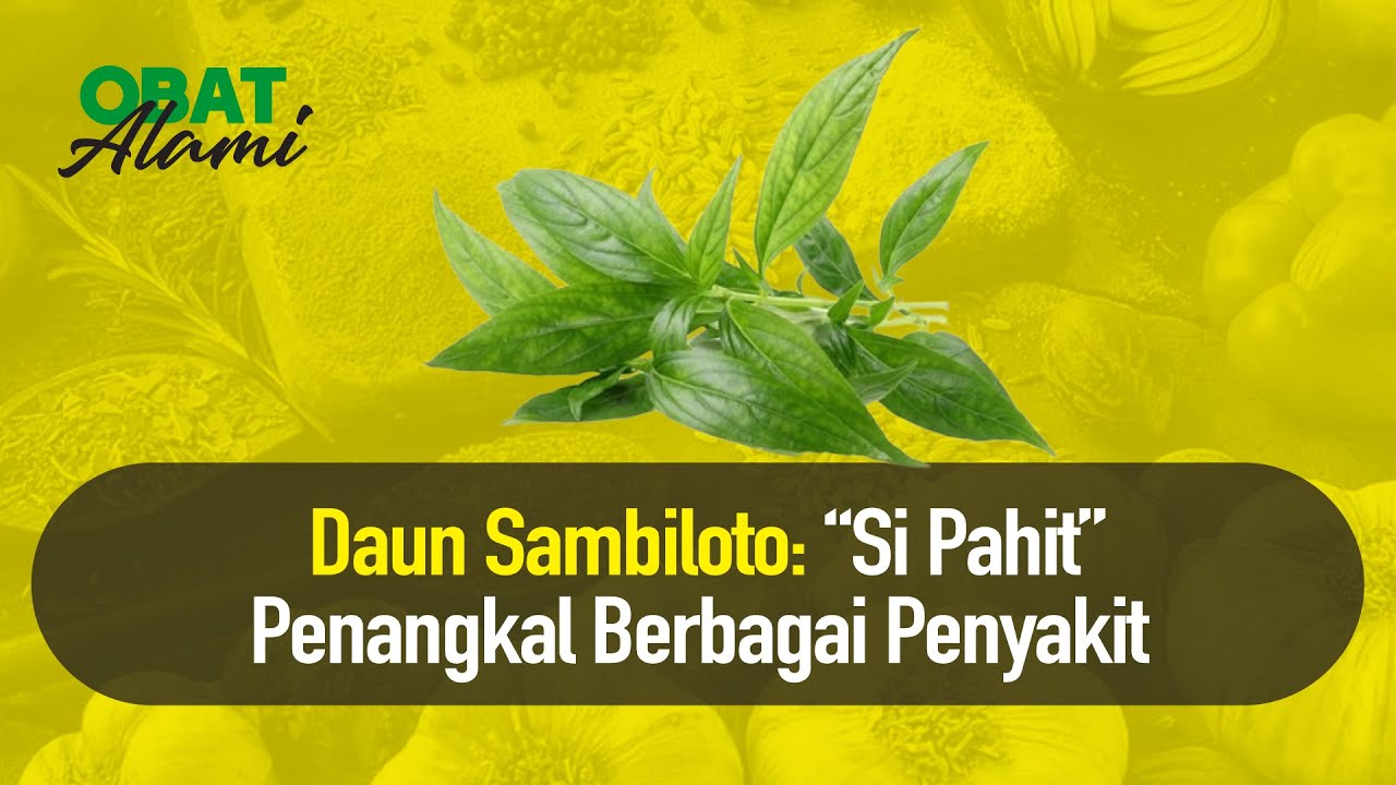 Kenali Daun Sambiloto dan Manfaatnya | Obat Alami