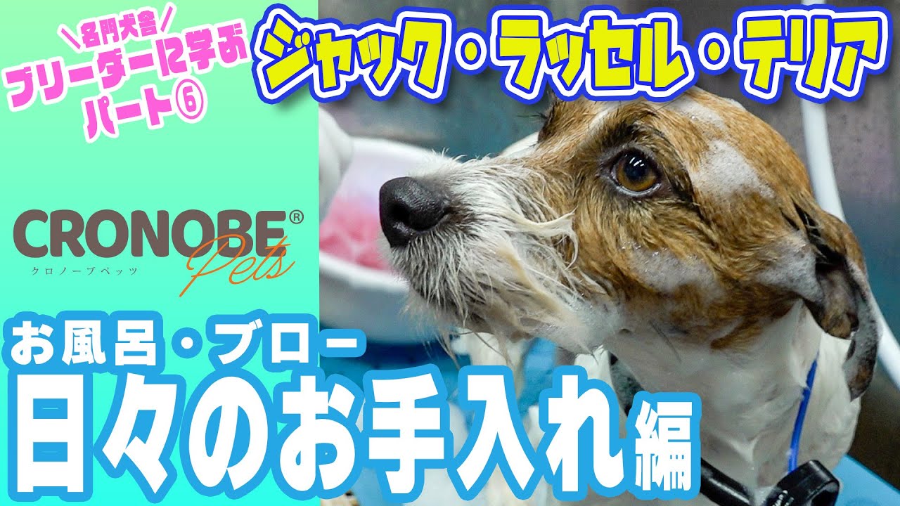 【ブリーダーさんから学ぶシリーズ⑥後編】ジャックラッセルテリアの日々のお手入れ：お風呂＆ブロー解説編！