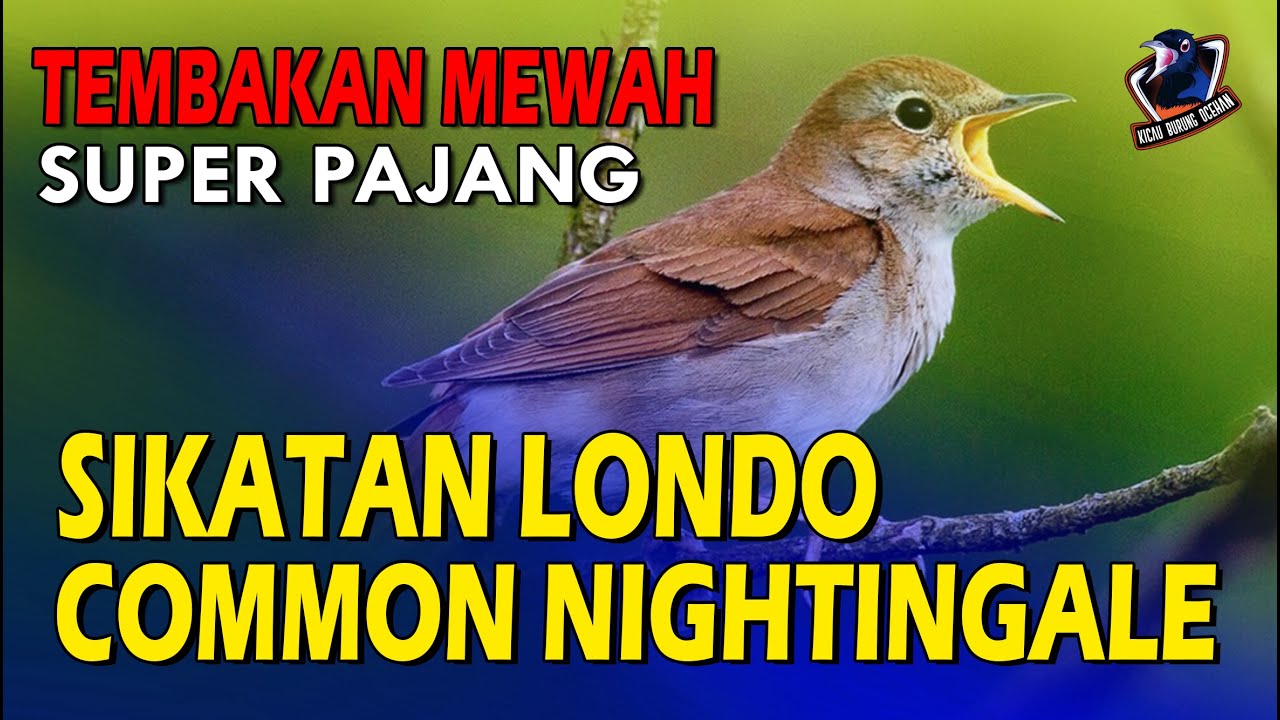 SIKATAN LONDO TEMBAKAN SUPER PANJANG Masteran untuk semua burung  | COMMON NIGHTINGALE SONG