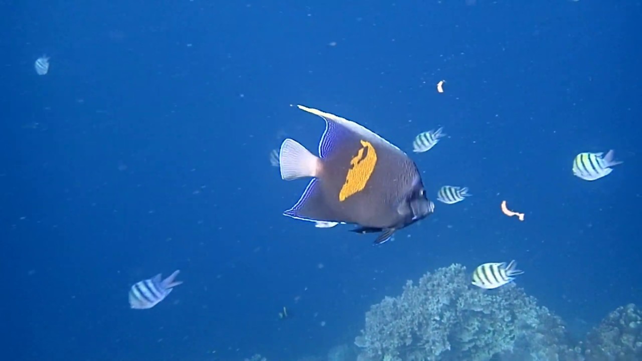 Snorkeling Djibouti 2020 - Ras Eiro (HD 1080)