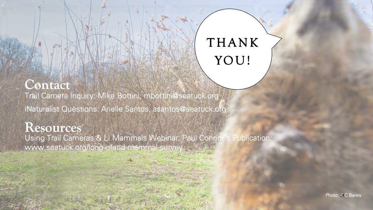 The Long Island Mammal Survey - Arielle Santos