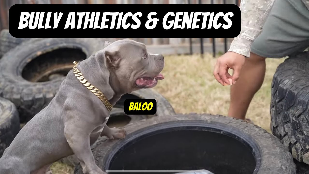 Bully Athletics & Genetics