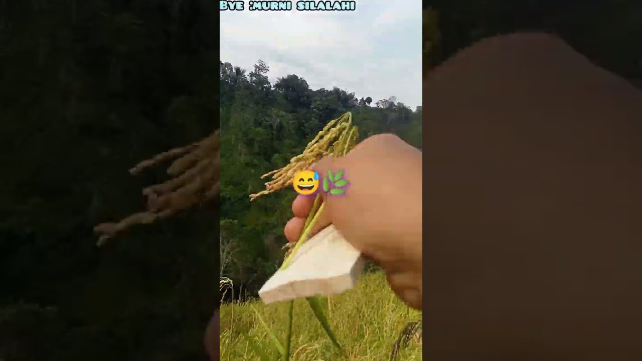 Indahnya hidup dikampung halaman penuh keindahan perkebunan padi 🥰😱🤍