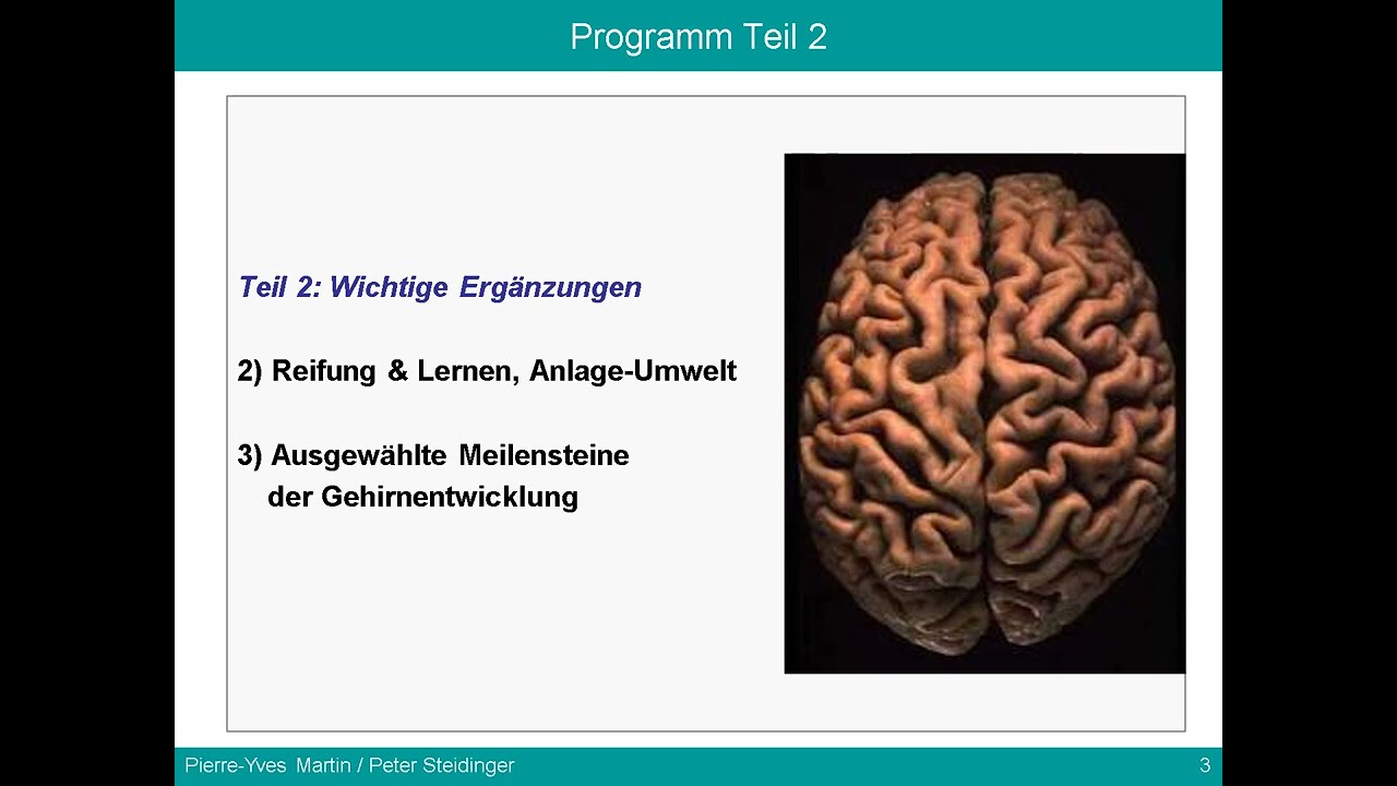 Präsentation Neuropsychologische Grundlagen des Lernens Teil 2