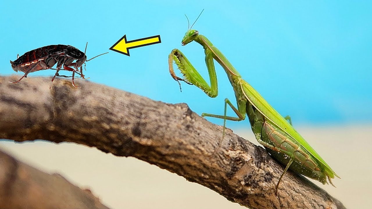 ¡EL REGRESO DE LA MANTIS! MANTIS vs CUCARACHAS