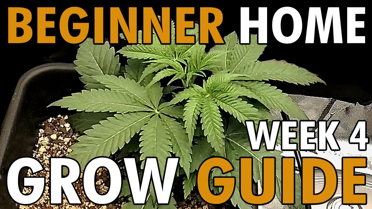 How To Top Cannabis Plants + Week 4 of Veg - BEGINNER HOME GROW GUIDE EP5 WK4 |  ViparSpectra KS3000