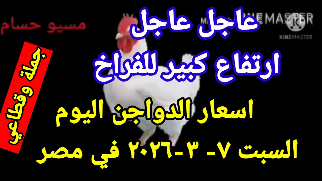 اسعار الفراخ البيضاء اليوم سعر الفراخ البيضاء اليوم السبت 7-3-2026 جمله وقطاعي في مصر 