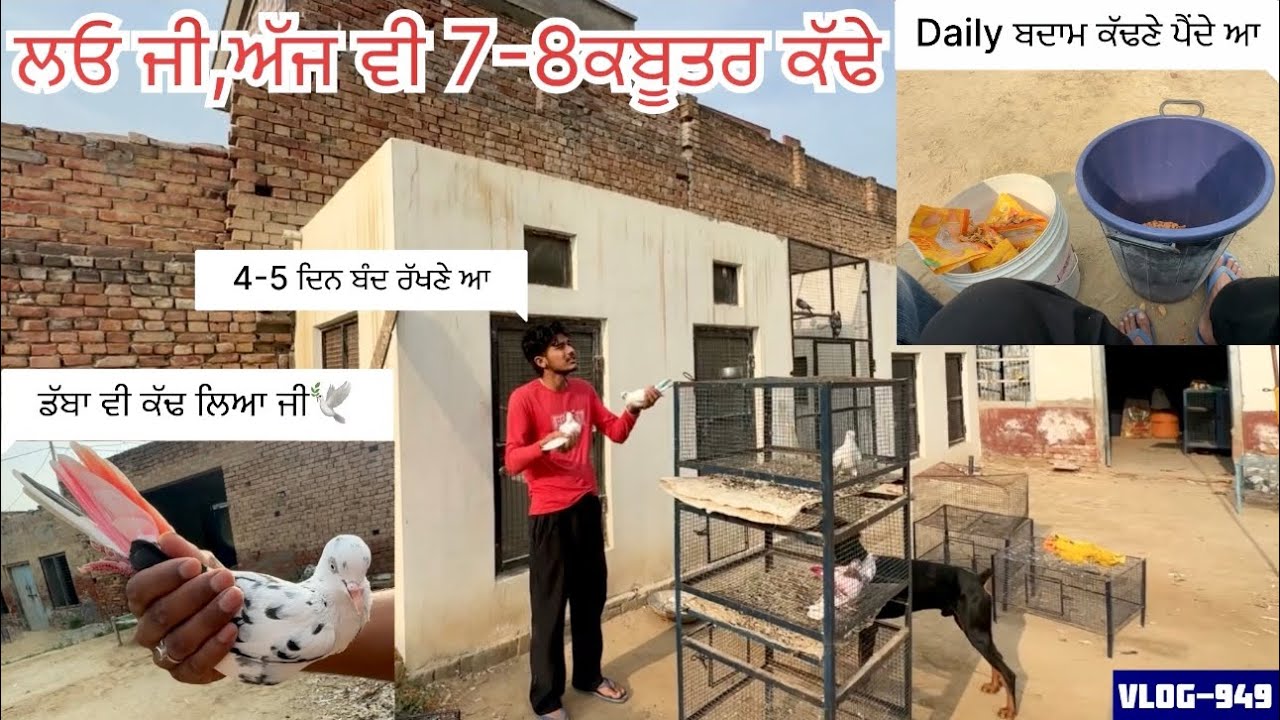 ਲਓ ਜੀ, ਅੱਜ 1 ਵਾਰੀ ਹੋਰ ਕਰਾਤੀ 7-8 ਕਬੂਤਰਾਂ ਦੀ🕊️✅|| ਘੰਡ-ਕਾਂਤ ਆਲੀ ਕਬੂਤਰੀ ਅੱਜ ਵੀ ਨੀ ਆਈ ਘਰੇ…