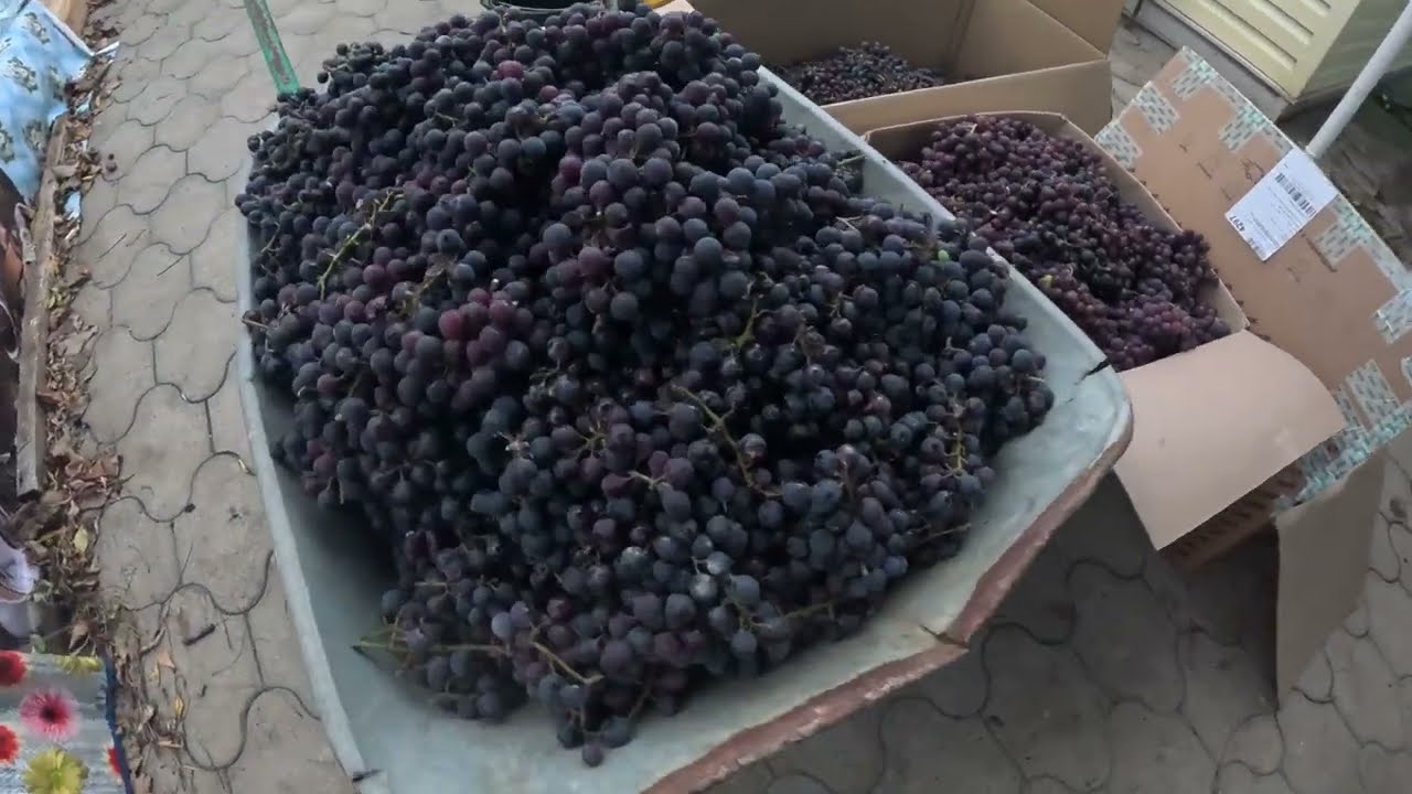 Собираем виноград для домашнего вина (часть 1)