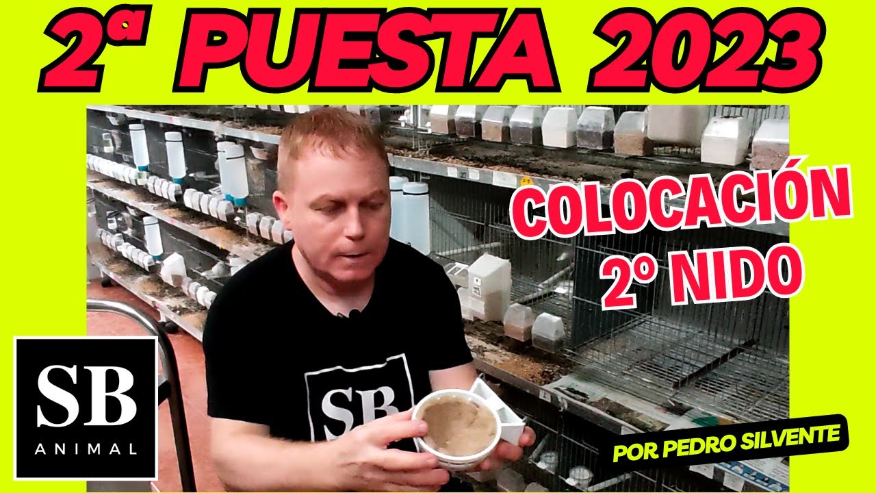 2ª PUESTA 2023 Colocación 2º nido