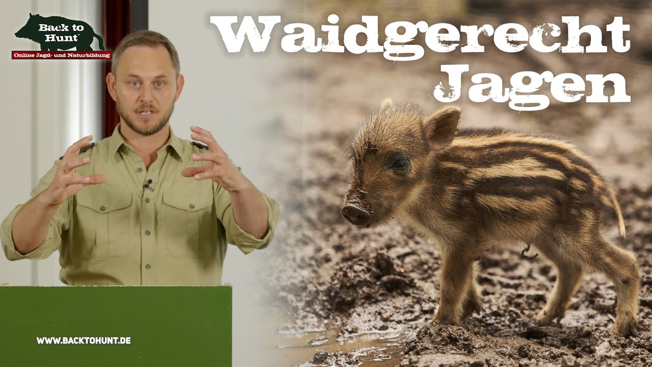 Waidgerecht auf Schwarzwild jagen | Back to Hunt