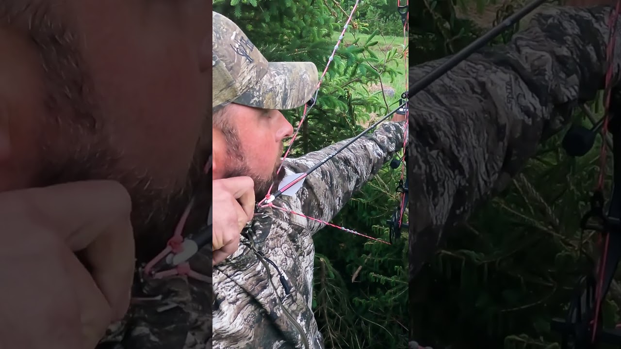 56 yard archery shot on a black bear with WFO Bear Hunt! #bowhunting #bowhunt #hunting #bearhunting
