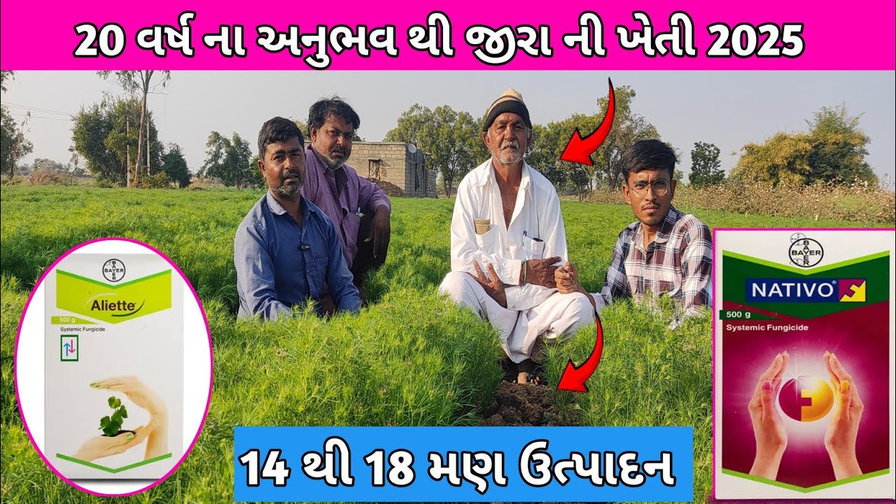 20 વર્ષના અનુભવ થી જીરા ની ખેતી ! 14 થી 18 મણ ઉત્પાદન !  18 મણ ઉત્પાદન લેવા માટે શું કાળજી લેવી?