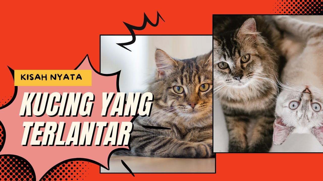 2 kisah menyentuh, kucing yang terlantar dan kesepian 