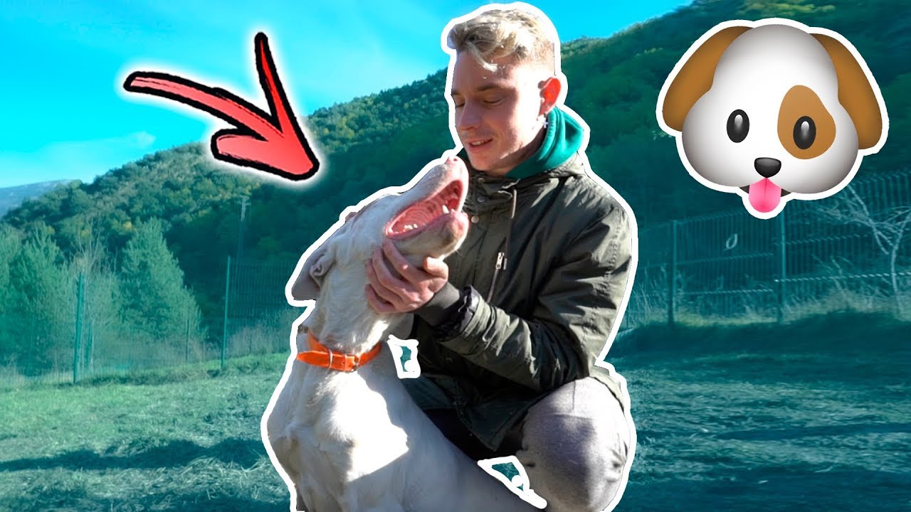 Esta es la historia de Steve, el perrito sordo y ciego de la perrera. Exi