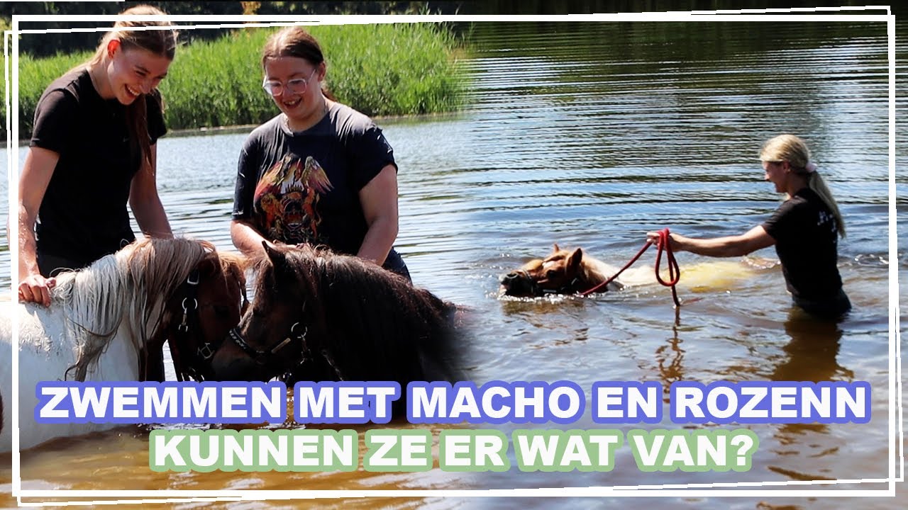 ZWEMMEN MET MACHO EN ROZENN || Paardzoektbaas
