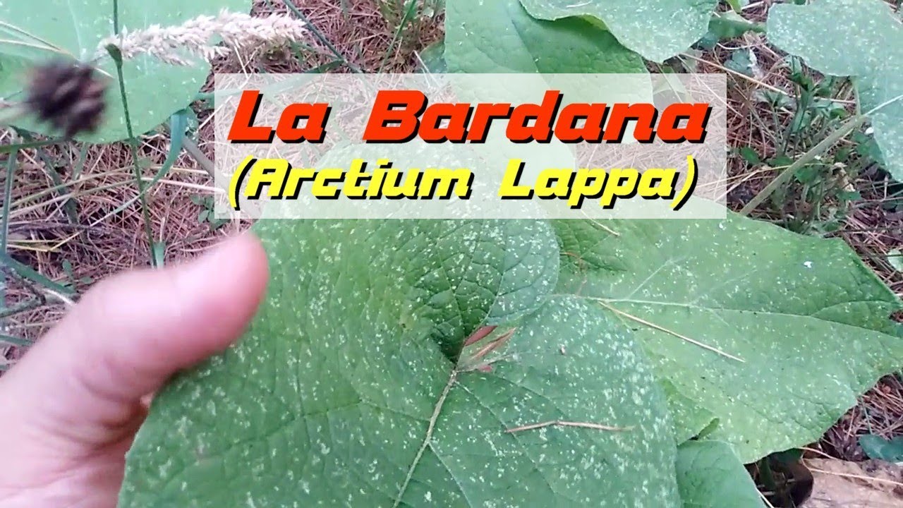 Riconoscere la Bardana (Arctium Lappa) le propriet&agrave; e come cucinarla