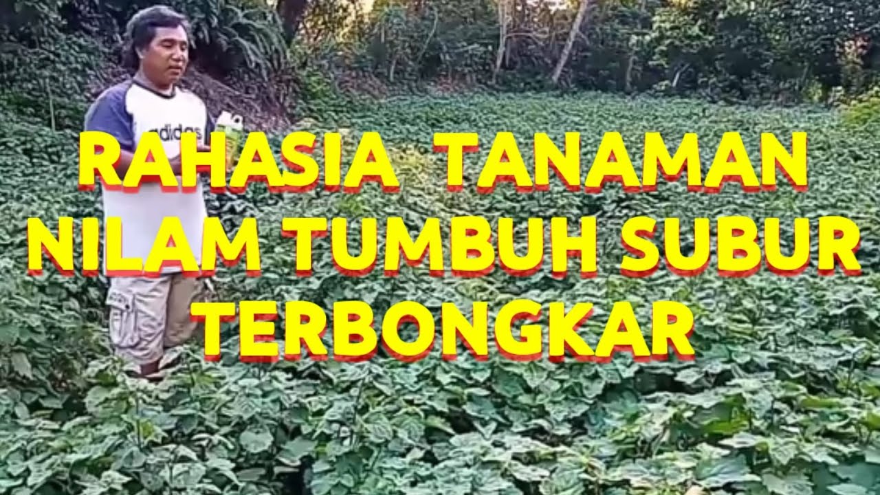 NILAM BARU TIGA BULAN SUDAH BISA PANEN INI RAHASIANYA