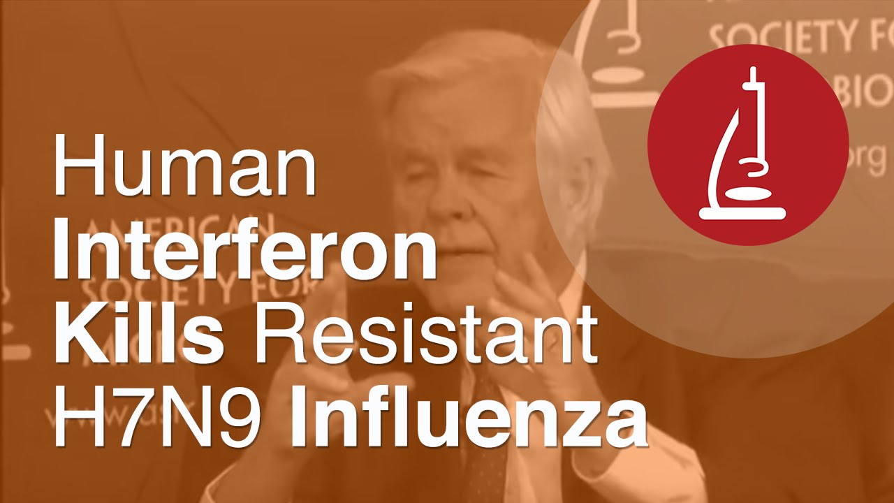 Human Interferon Kills Resistant H7N9 Influenza - ICAAC 2013