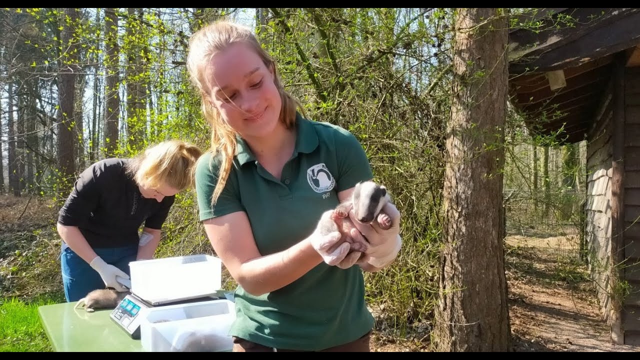 Lente begint in Wildpark Anholter Schweiz met een ware geboortegolf