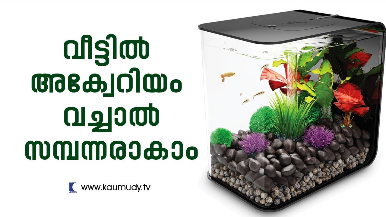 Become rich by setting up aquarium | Feng Shui | Ladies hour