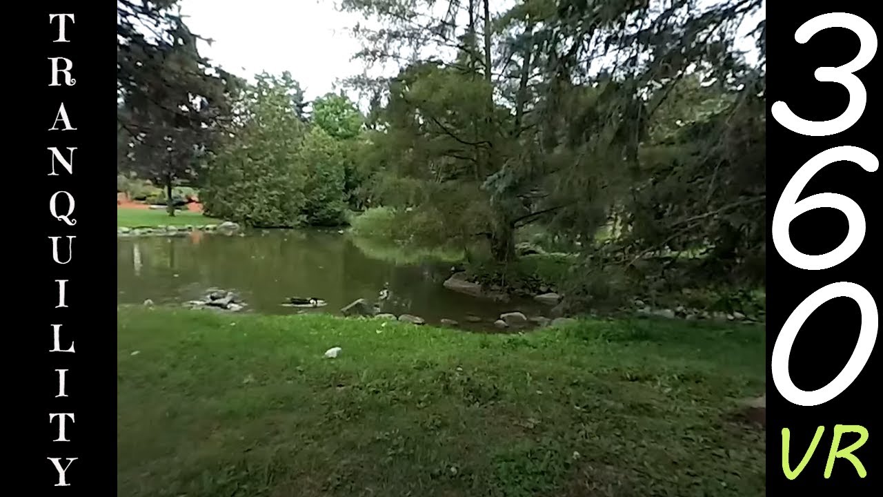 🦆🌿Tranquility & Feeding Ducks  -4k 360 VR -