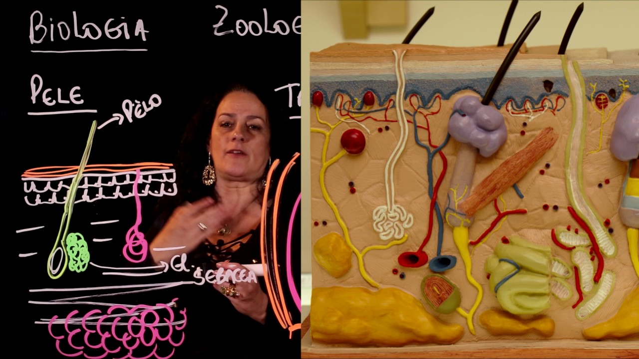 Aula 75 REINO ANIMAL Filo Chordata parte 11 Mamíferos - Aulas ENEM