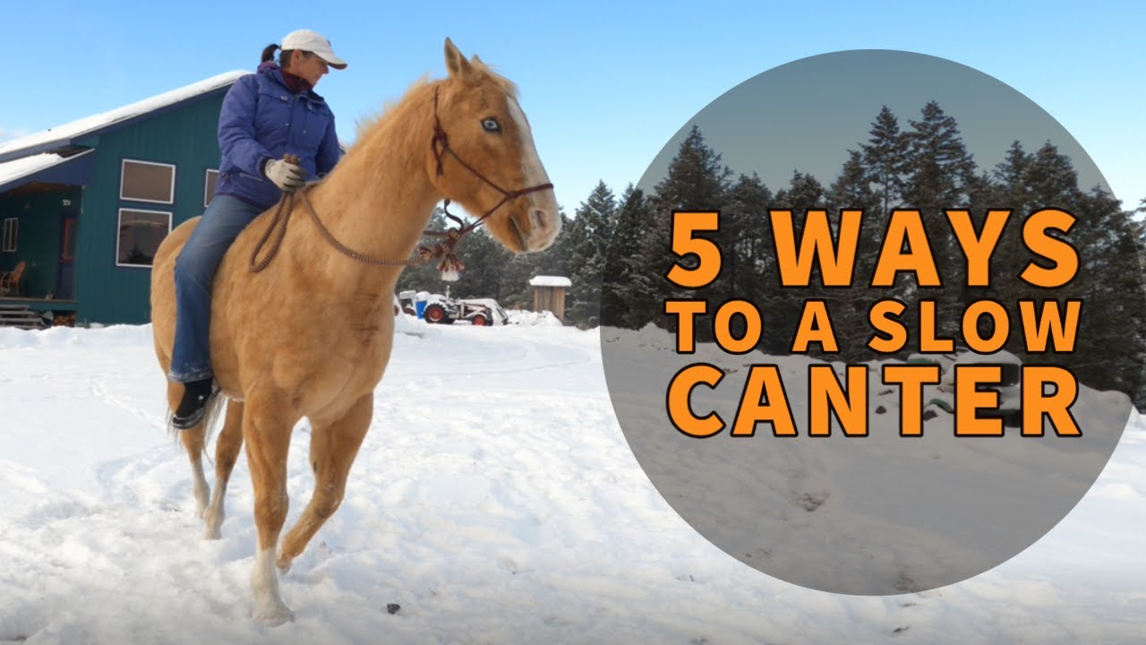 HOW TO GET A HORSE TO CANTER SLOW(5 METHODS)