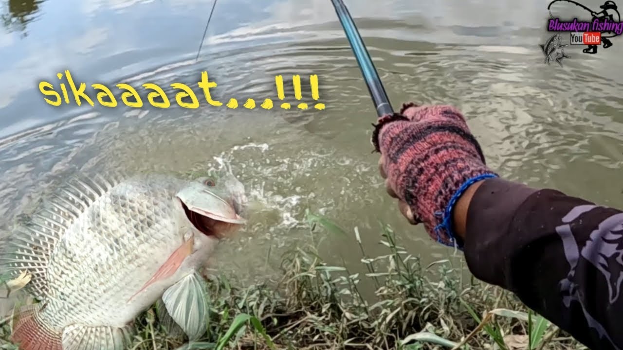 Terlalu mengganas ikan nila di spot ini ‼️ berakhir tragis.